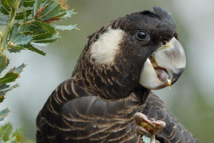 Image of a female Carnaby's Cockatoo feeding